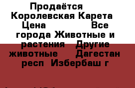 Продаётся!     Королевская Карета › Цена ­ 300 000 - Все города Животные и растения » Другие животные   . Дагестан респ.,Избербаш г.